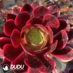 Mammillaria-Snow Monkey Fisherman