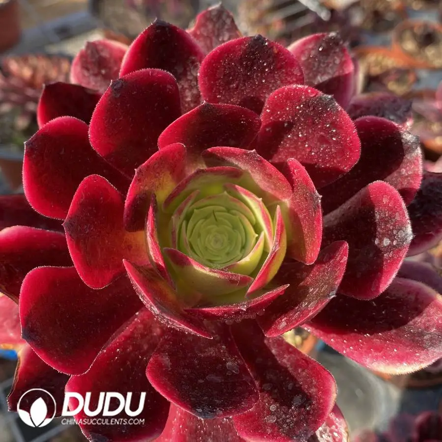 1745472009-e201.webp Mammillaria-Snow Monkey Fisherman - Image 1