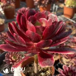 Mammillaria-Snow Monkey Fisherman - Image 2