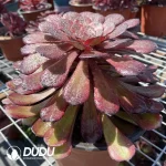 Aeonium Dark Goddess - Image 2