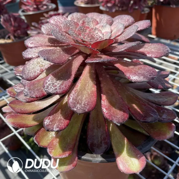 Aeonium Dark Goddess - Image 2