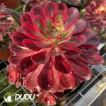 Aeonium Chanel Clustering