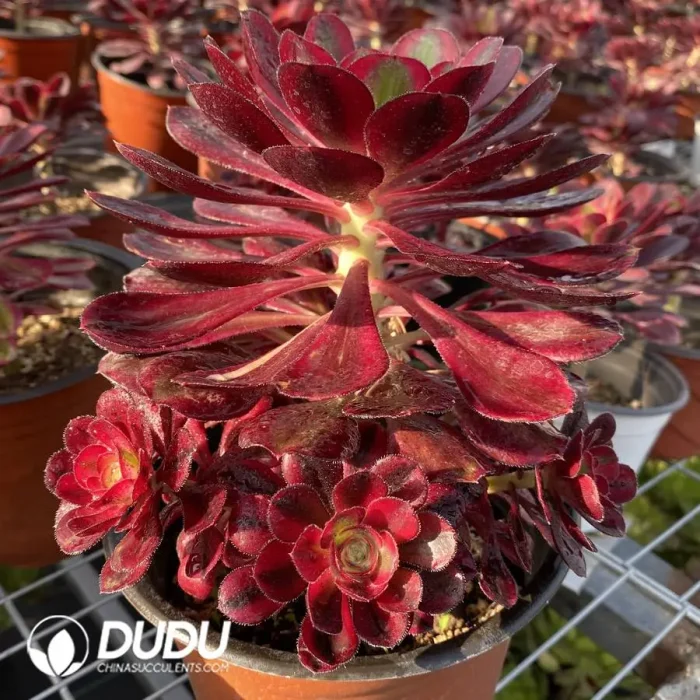 Aeonium Chanel Clustering - Image 2