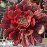 Aeonium Garnet of White Variegated Clustering