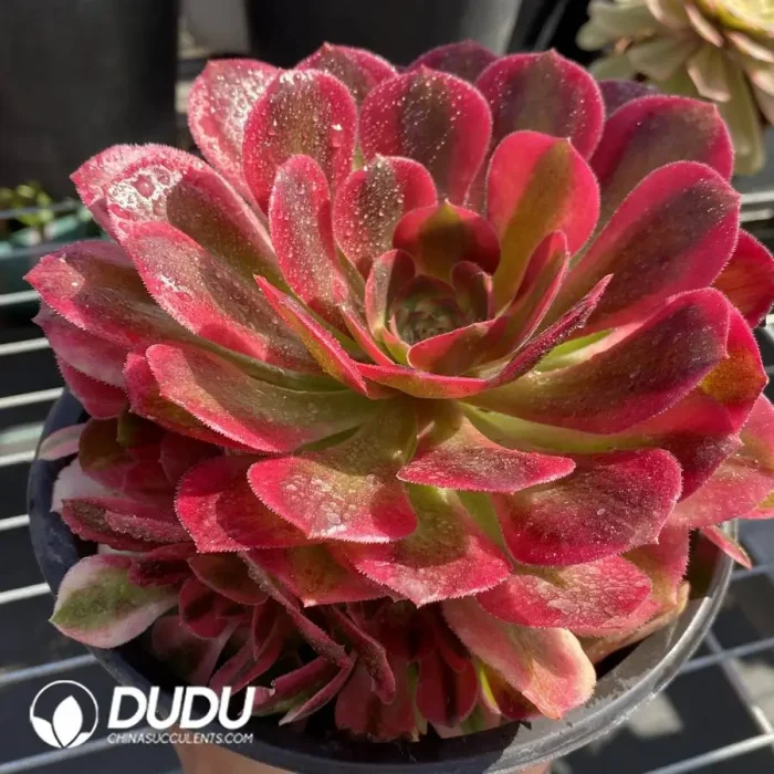 Aeonium Miul Clustering - Image 3