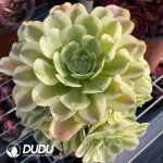 Aeonium Lvdousha Clustering