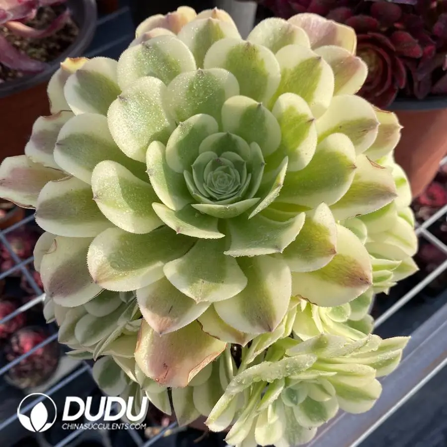 1745472054-e201.webp Aeonium Lvdousha Clustering - Image 1