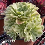 Aeonium Lvdousha Clustering - Image 2