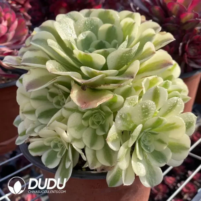 Aeonium Lvdousha Clustering - Image 2