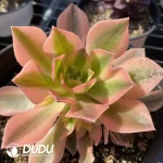 Aeonium Maple Leaf clustering