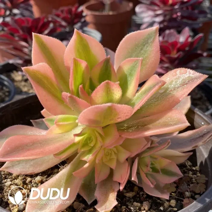 Aeonium Maple Leaf clustering - Image 2