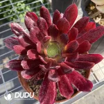 Aeonium Red Cloud Flying Clustering