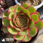 Aeonium Lotus Seat