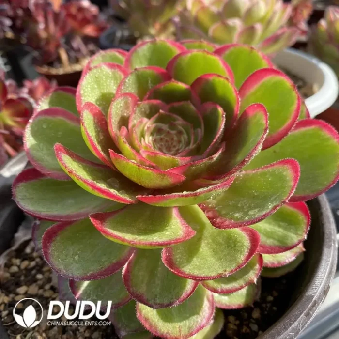 Aeonium Lotus Seat - Image 2