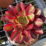Aeonium Lina