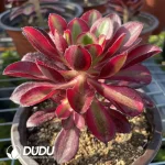 Aeonium Lina - Image 2