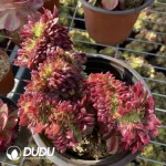 Aeonium Morning Glow Cristata