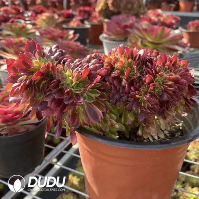 Aeonium Morning Glow Cristata - Image 2