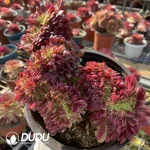 Aeonium Morning Glow Cristata - Image 3