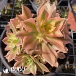 Aeonium Maple Leaf Clustering