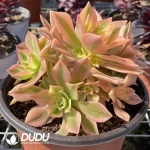 Aeonium Maple Leaf Clustering - Image 2