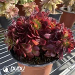 Aeonium Anna Cristata - Image 2