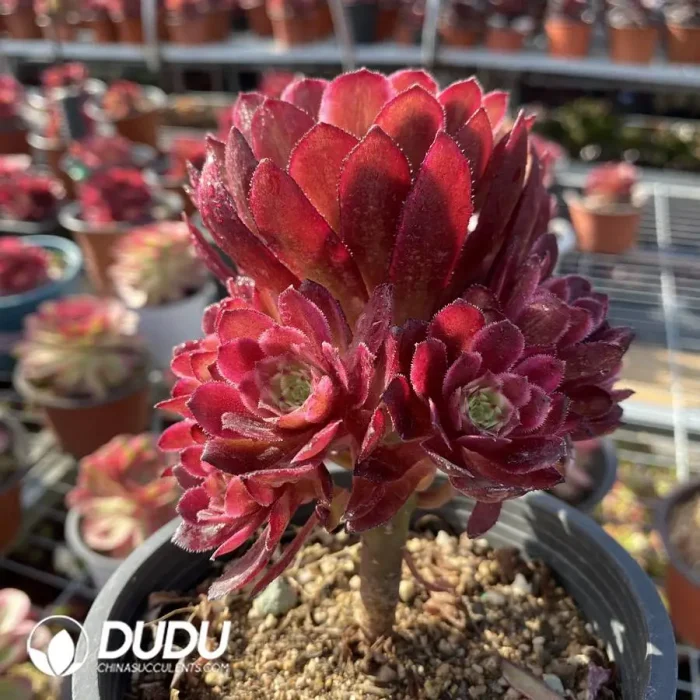 Aeonium Stars - Image 2