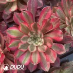 Aeonium Garnet of White Variegated Seedling