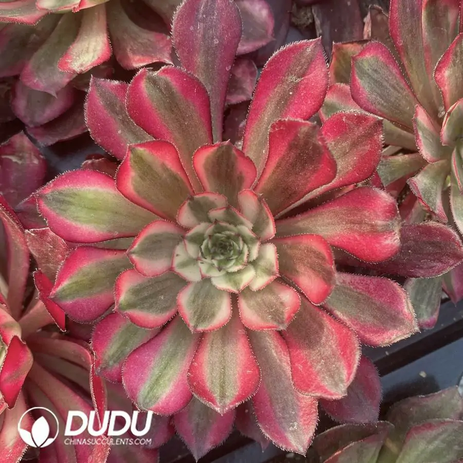 1745481568-e201.webp Aeonium Garnet of White Variegated Seedling - Image 1