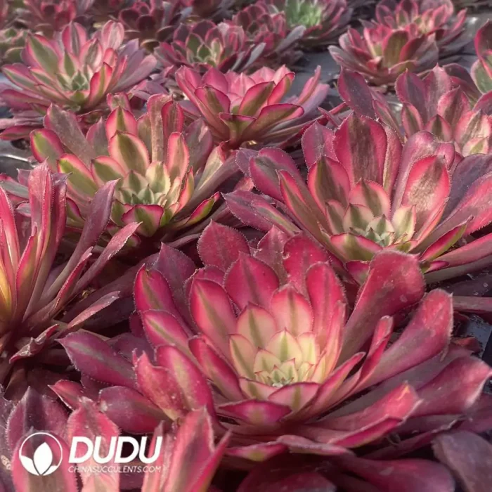 Aeonium Garnet of White Variegated Seedling - Image 2