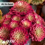 Aeonium Garnet of White Variegated Seedling - Image 3