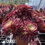 Aeonium Zhurong Clustering - Image 2