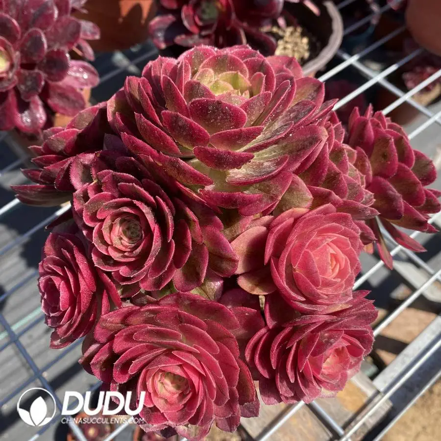 1745574467-e201.webp Aeonium Xian Mo clustering - Image 1