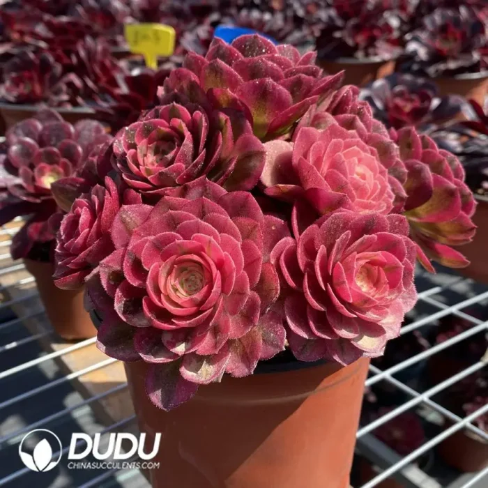 Aeonium Xian Mo clustering - Image 2