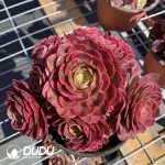 Aeonium Xian Mo clustering - Image 3