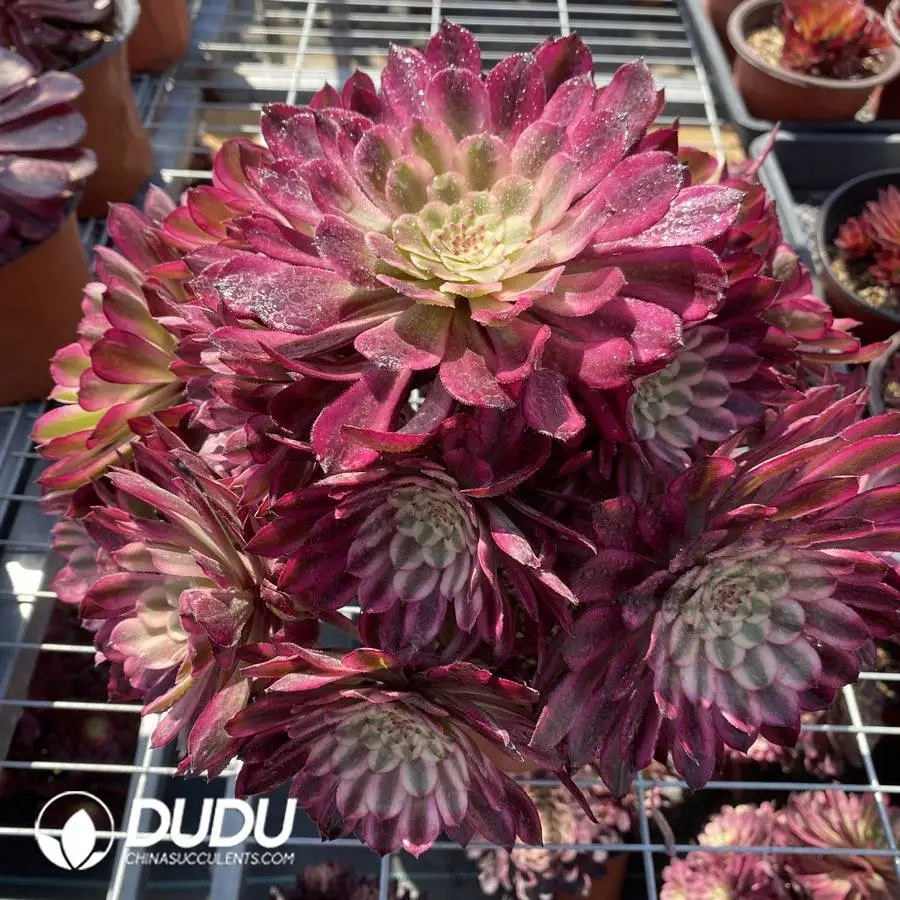 1745574471-e201.webp Aeonium Nishang Clustering - Image 1