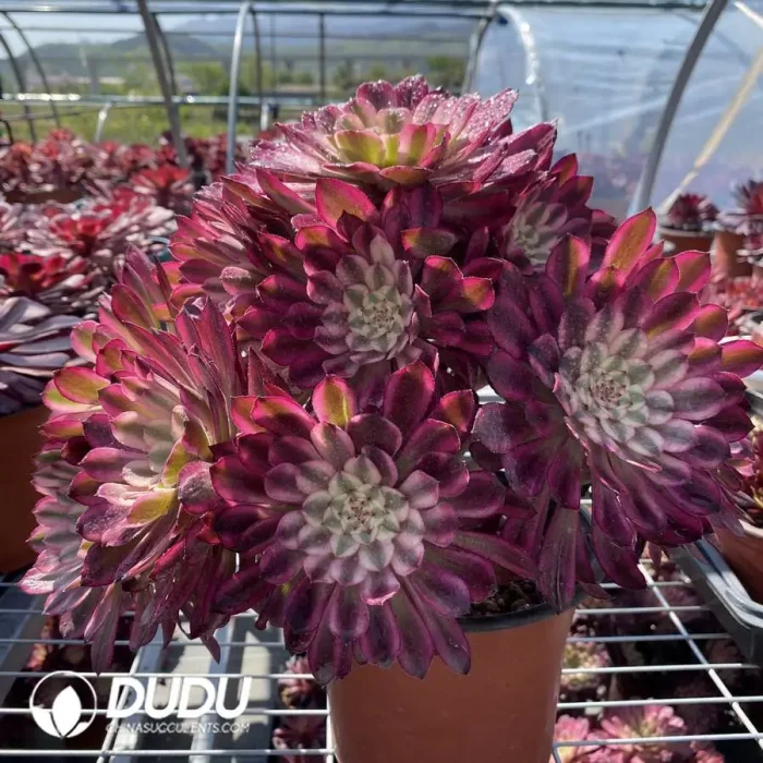 Aeonium Nishang Clustering - Image 2