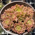 120MM Aeonium Sweet Tea Clustering