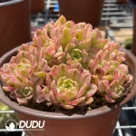 120MM Aeonium Sweet Tea Clustering - Image 2
