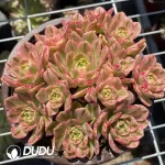 160MM Aeonium Sweet Tea Clustering