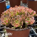 160MM Aeonium Sweet Tea Clustering - Image 2