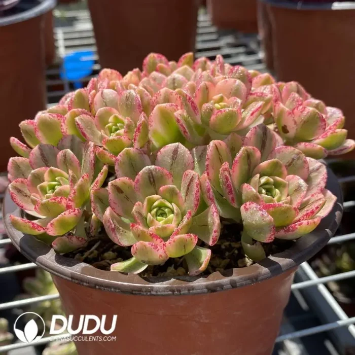 160MM Aeonium Sweet Tea Clustering - Image 2