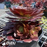 Aeonium Red Lotus - Image 2