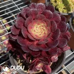 Aeonium Red copper pot mediopicta
Clustering