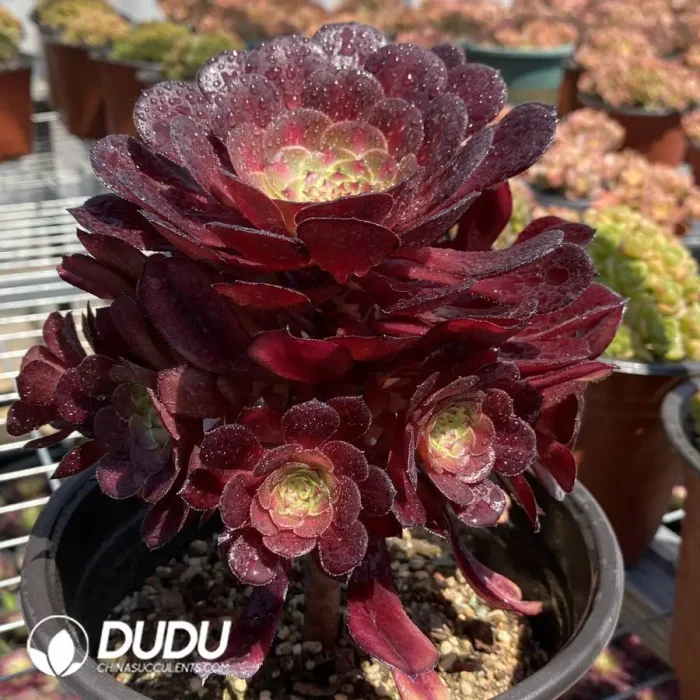 Aeonium Red copper pot mediopicta
Clustering - Image 2
