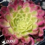 Aeonium Tianhe