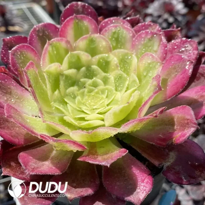 Aeonium Tianhe - Image 2