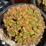 Aeonium Little Fox Cluster