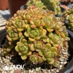 Aeonium Little Fox Cluster - Image 2