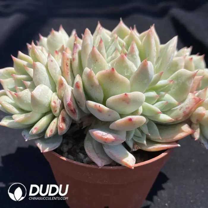 Echeveria Tippy Clustering - Image 2